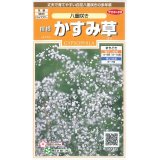送料無料　花の種　宿根　かすみ草　八重咲き　約110粒　　(株)サカタのタネ　実咲200（026312）