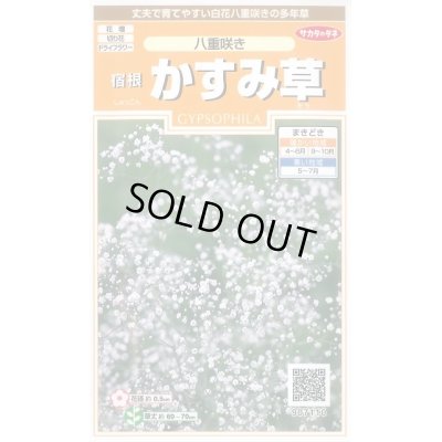 画像1: 送料無料　花の種　宿根　かすみ草　八重咲き　約110粒　　(株)サカタのタネ　実咲200（026312）