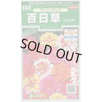 送料無料　花の種　百日草　(ジニア)　ワーリーギッグ　約60粒　(株)サカタのタネ　実咲250（026284）