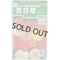 送料無料　花の種　百日草(ジニア)　中輪系プルチノミックス　約40粒　(株)サカタのタネ　実咲250（026283）