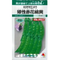 送料無料　[えんどう]　キヌサヤエンドウ　矮性赤花絹莢　18ml　GF