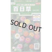 送料無料　花の種　百日草(ジニア)　極小切り花用　ミニポンポンミックス　約29粒　(株)サカタのタネ　実咲250（026285）