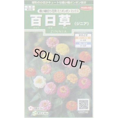 花種 小袋 百日草 ジニア 極小 切り花用 ミニポンポンミックス 約29粒 サカタのタネ 花種 花種 小袋 春まき グリーンロフトネモト直営