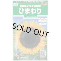 送料無料　花の種　ひまわり　かがやき　約14粒　(株)サカタのタネ　実咲250（026273）