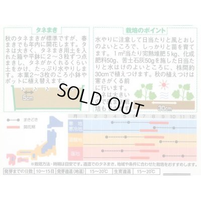 画像2: 送料無料　花の種　たちあおい　サマーカーニバル　約25粒　　(株)サカタのタネ　実咲250（026292）