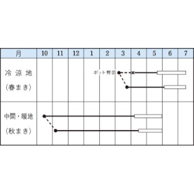 画像3: 送料無料　[えんどう]　成駒三十日　18ml　(およそ60粒)　タキイ種苗(株)　GF