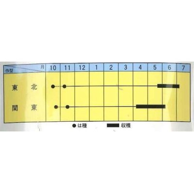 画像2: 送料無料　[豆類]　ゆうさや　30ml　トキタ種苗(株)