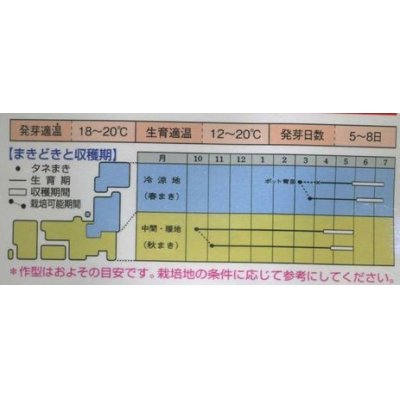 画像2: 送料無料　[えんどう]　キヌサヤエンドウ　仏国大莢　18ml　タキイ種苗(株)　GF