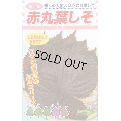 画像1: 送料無料　[葉物]　赤しそ　赤丸葉しそ　5ml　松永種苗(株)