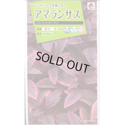 画像1: 送料無料　花の種　アマランサス　ベルベットカーテン　小袋　タキイ種苗(株)