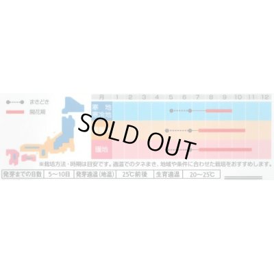 画像2: 送料無料　花の種　朝顔　浜の混合　約8粒　(株)サカタのタネ　　実咲200（026305）