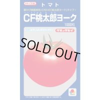 送料無料　[トマト/桃太郎系]　CF桃太郎ヨーク　1000粒　貴種(コートしてません)　タキイ種苗(株)