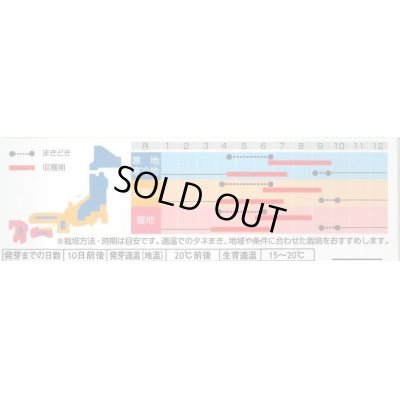 画像3: 送料無料　[ハーブの種]　ディル(イノンド)約700粒　(株)サカタのタネ　実咲（003186）