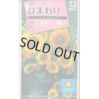 送料無料　花の種　ひまわり　サンリッチフレッシュミックス　小袋　タキイ種苗(株)