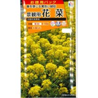 送料無料　花の種　お徳用パック！　景観用　花菜　京都伏見寒咲　20ml　タキイ種苗(株)