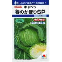 送料無料　[キャベツ]　春のかほりSP　2000粒　タキイ種苗(株)