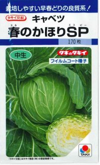 送料無料　[キャベツ]　春のかほりSP　2000粒　タキイ種苗(株)