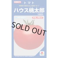 送料無料　[トマト/桃太郎系]　ハウス桃太郎　1000粒　貴種(コートしてません)　タキイ種苗(株)