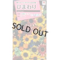 送料無料　花の種　ひまわり　コレクション　小袋　タキイ種苗(株)