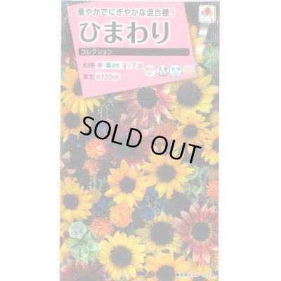 画像1: 送料無料　花の種　ひまわり　コレクション　小袋　タキイ種苗(株)