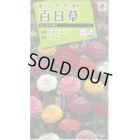 送料無料　花の種　百日草・サンボウ混合　小袋　タキイ種苗(株)