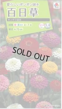 送料無料　花の種　百日草・サンボウ混合　小袋　タキイ種苗(株)