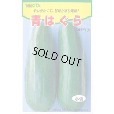 画像1: 送料無料　[瓜類]　青はぐら　20ml(およそ700粒)　トキタ種苗(株)