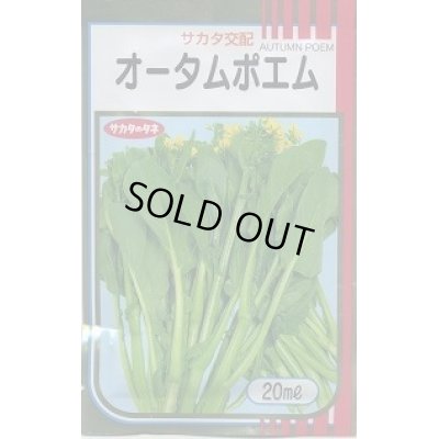 画像1: 送料無料　[葉物]　オータムポエム　20ml　（株）サカタのタネ