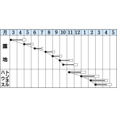 画像2: 送料無料　[小松菜]　夏楽天　20ml　タキイ種苗(株)