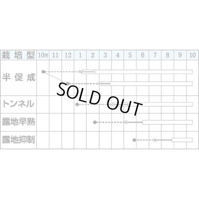 画像2: 送料無料　[なす]　千両二号　200粒　タキイ種苗(株)