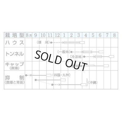 画像3: 送料無料　[かぼちゃ]　栗えびす　100粒　タキイ種苗(株)