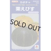 送料無料　[かぼちゃ]　栗えびす　100粒　タキイ種苗(株)