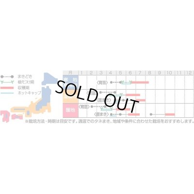 画像2: 送料無料　[かぼちゃ]　コリンキー　100粒　(株)サカタのタネ