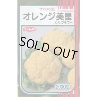 送料無料　[カリフラワー]　オレンジ美星　2000粒　(株)サカタのタネ