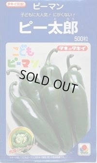 送料無料　[ピーマン]　こどもピーマン　ピー太郎　500粒　タキイ種苗(株)