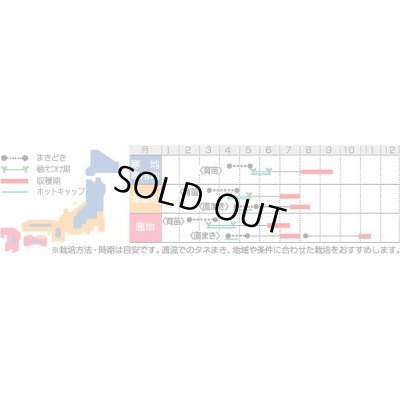 画像2: 送料無料　[かぼちゃ]　メルヘン　100粒　(株)サカタのタネ