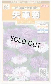 送料無料　花の種　矢車菊　平山寒咲き八重混合　約67粒　(株)サカタのタネ　実咲200（026366）