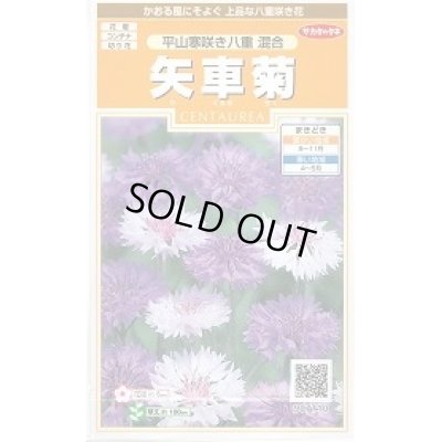 画像1: 送料無料　花の種　矢車菊　平山寒咲き八重混合　約67粒　(株)サカタのタネ　実咲200（026366）