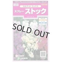 送料無料　花の種　スプレーストック　カルテットミックス　約75粒　(株)サカタのタネ　実咲350（026116）