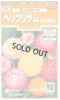 送料無料　花の種　ヘリクリサム　帝王貝細工　モンストローサ　約215粒　　(株)サカタのタネ　実咲200（026355）