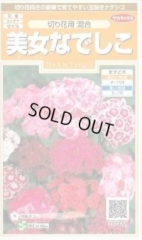 送料無料　花の種　美女なでしこ　切り花用混合　約175粒　(株)サカタのタネ　実咲200（026342）