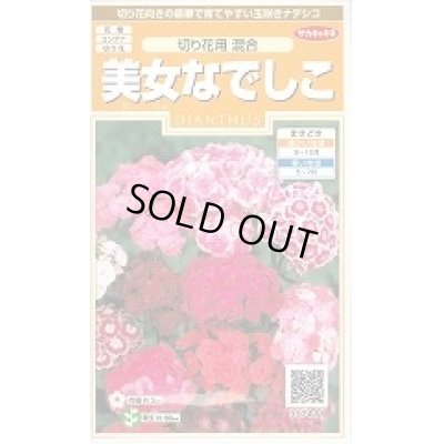 画像1: 送料無料　花の種　美女なでしこ　切り花用混合　約175粒　(株)サカタのタネ　実咲200（026342）