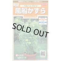 送料無料　花の種　風船かずら　(株)サカタのタネ　　実咲200（026350）