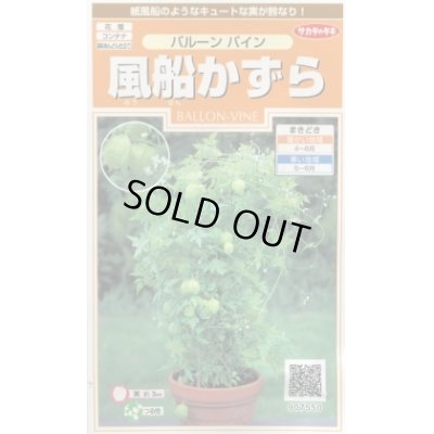 画像1: 送料無料　花の種　風船かずら　(株)サカタのタネ　　実咲200（026350）