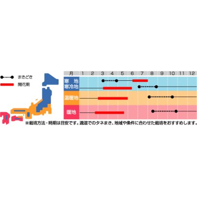 画像2: 送料無料　花の種　パンジー　シャロンジャイアントミックス　約34粒　(株)サカタのタネ　実咲250（026267）