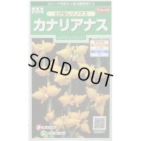 送料無料　花の種　カナリアナス　(とげなしつのなす)　約39粒　(株)サカタのタネ　実咲250（026258）