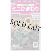 送料無料　花の種　ミニひまわり　ジュニア　15粒　(株)サカタのタネ　実咲350（026150）