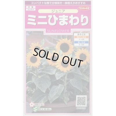 画像1: 送料無料　花の種　ミニひまわり　ジュニア　15粒　(株)サカタのタネ　実咲350（026150）