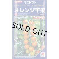 送料無料　[トマト/ミニトマト]　オレンジ千果　1000粒　タキイ種苗(株)