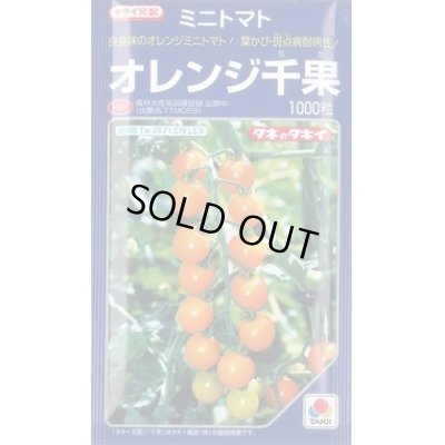 画像1: 送料無料　[トマト/ミニトマト]　オレンジ千果　1000粒　タキイ種苗(株)